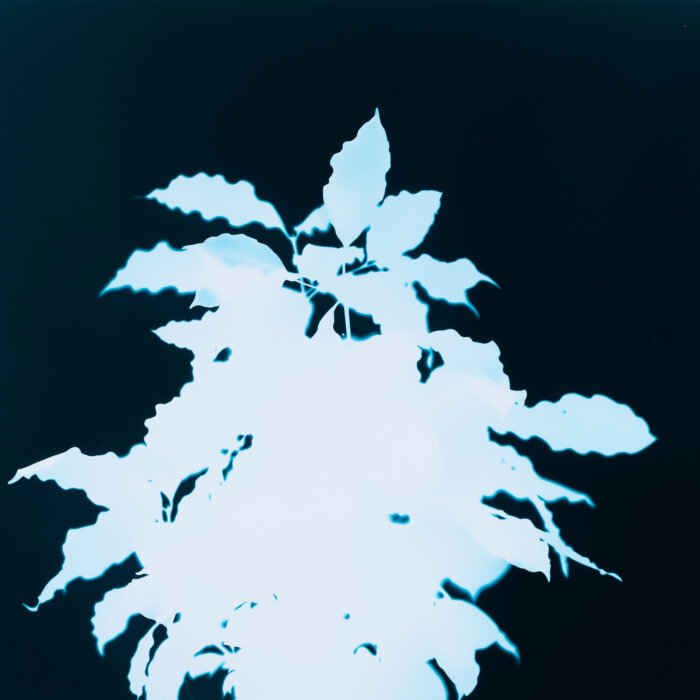 Coffee, coffea arabica, photogram 70x70 cm, edition of one, Sub arboribus ambulo – Gothenburg Botanical Garden