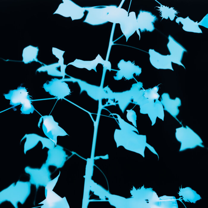 Cotton, gossypium barbadense, photogram 70x70 cm, edition of one, Sub arboribus ambulo – Gothenburg Botanical Garden