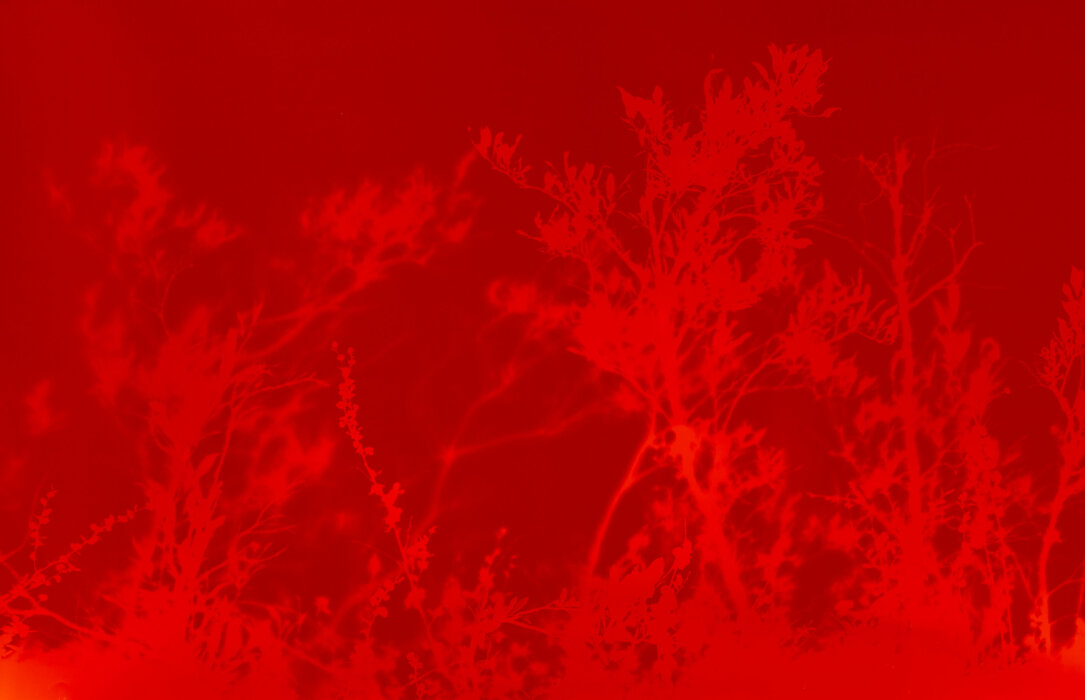 downy willow 68°21′780″N, 18°46′436″E, Abiskograms downy willow 68°21′780″N, 18°46′436″E, Abiskograms