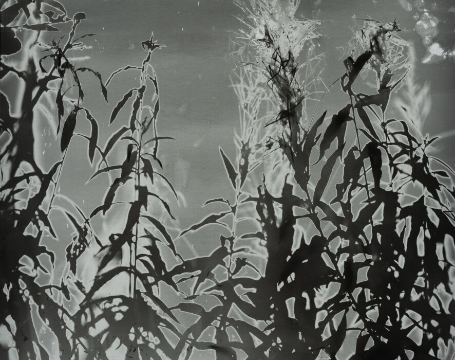 Fireweed 68°21′388″N, 18°46′037″E, Abiskograms Fireweed 68°21′388″N, 18°46′037″E, Abiskograms