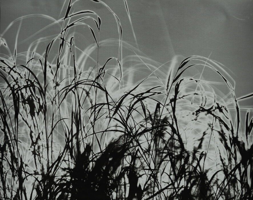 calamagrostis purpurea
68°21′690″N, 18°47′092″E
, Abiskograms calamagrostis purpurea
68°21′690″N, 18°47′092″E
, Abiskograms