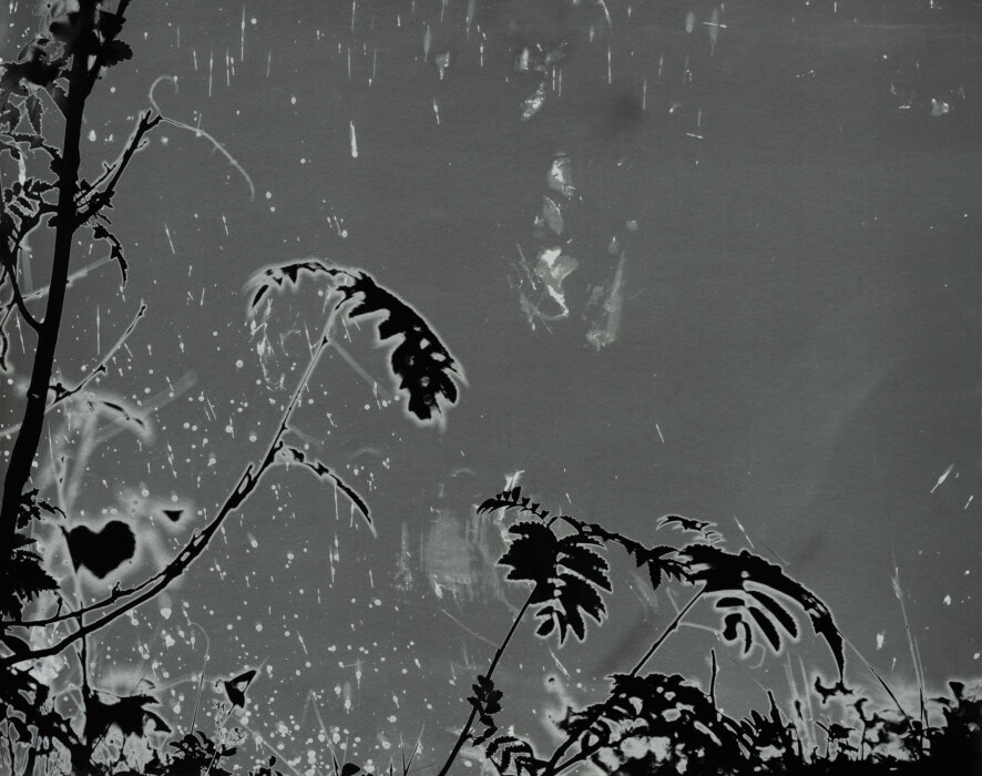 mountain ash
68°21′616″N, 18°46′516″E
, Abiskograms mountain ash
68°21′616″N, 18°46′516″E
, Abiskograms