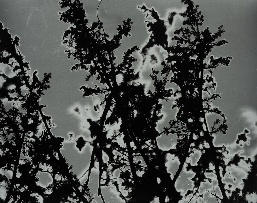 juniper 68°21′624″N, 18°46′499″E, Abiskograms juniper 68°21′624″N, 18°46′499″E, Abiskograms