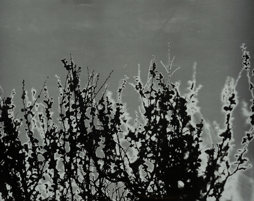 betula nana
68°21′682″N, 18°47′034″E
, Abiskograms betula nana
68°21′682″N, 18°47′034″E
, Abiskograms