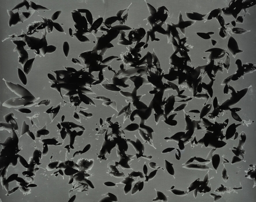 willow leaves
68°21′683″N, 18°47′004″E, Abiskograms willow leaves
68°21′683″N, 18°47′004″E, Abiskograms