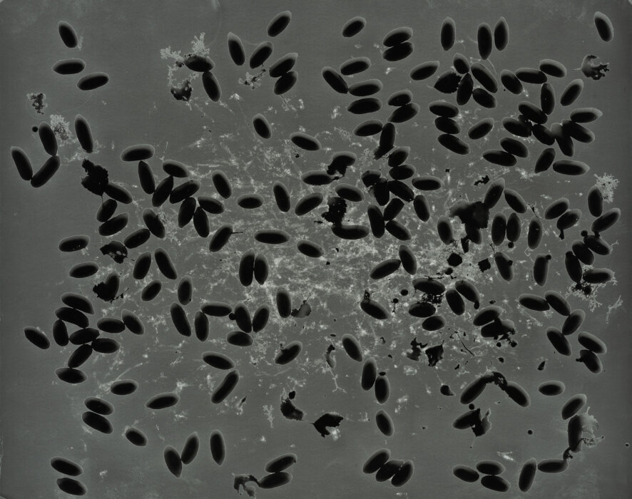 moose scat
68°21′680″N, 18°47′035″E, Abiskograms moose scat
68°21′680″N, 18°47′035″E, Abiskograms