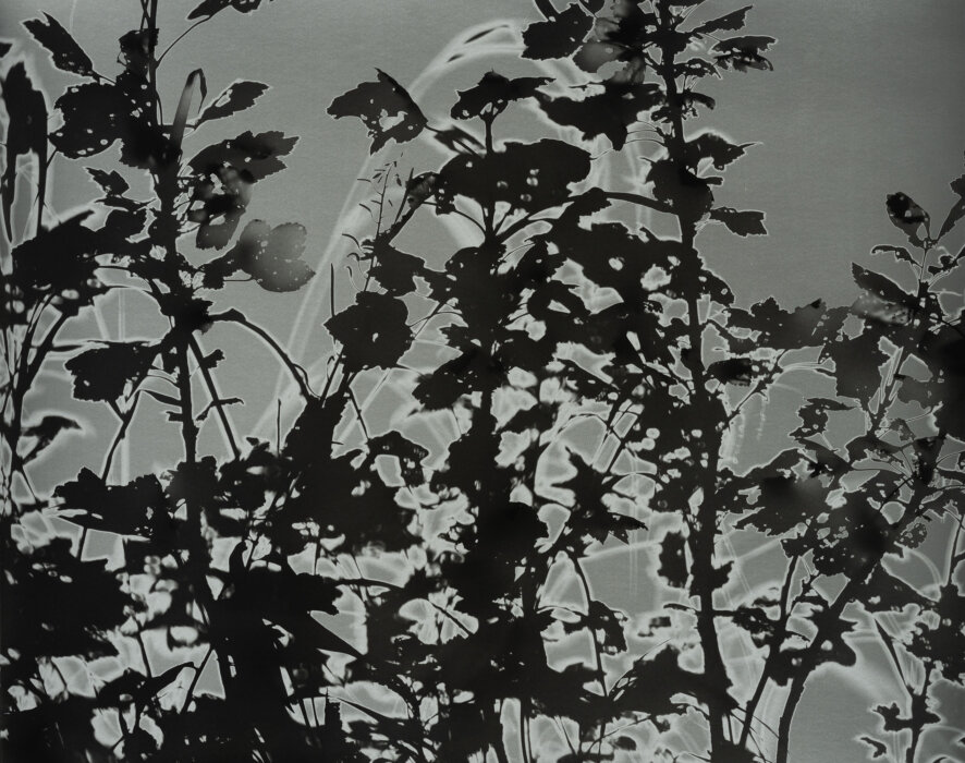 currant
68°21′692″N, 18°47′093″E, Abiskograms currant
68°21′692″N, 18°47′093″E, Abiskograms