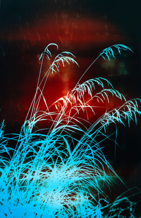 brunrör/calamagrostis purpurea
68°21′690″N, 18°47′092″E
, Abiskograms brunrör/calamagrostis purpurea
68°21′690″N, 18°47′092″E
, Abiskograms