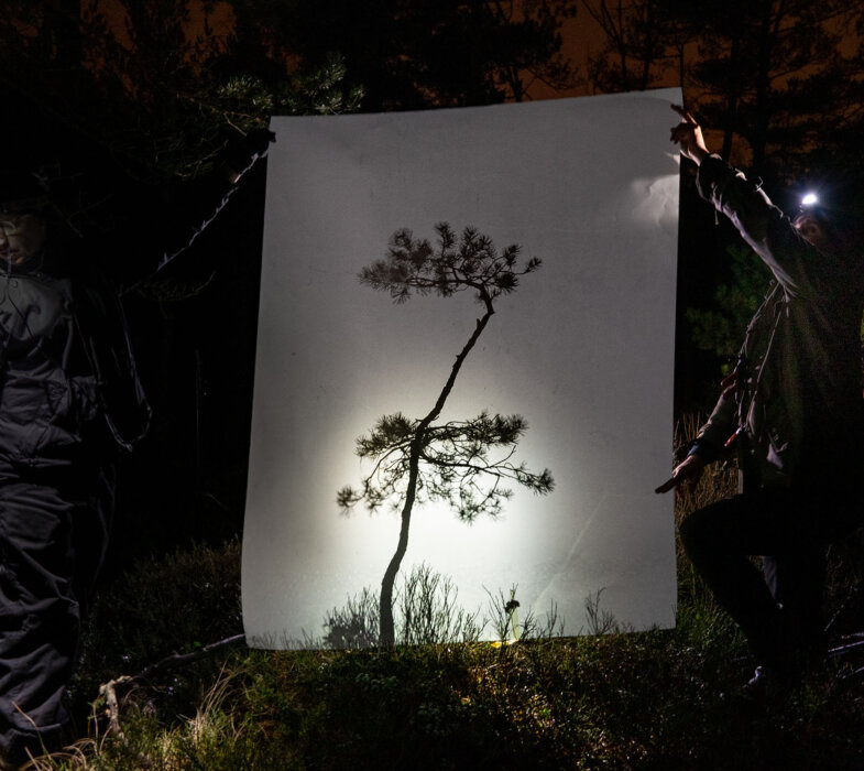 Checking the size of a pine, Mare pines